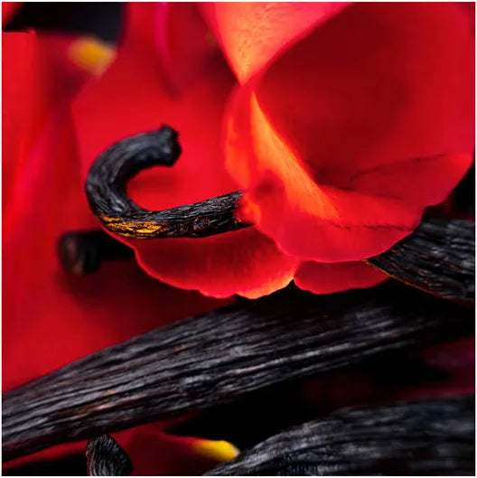 Maison Crivelli Hibiscus Mahajád - Probe